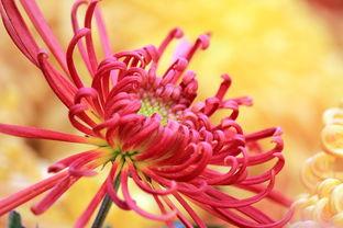 国产爆菊花,绽放民族特色的创新之花 第2张 国产爆菊花,绽放民族特色的创新之花 第2张