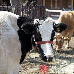 国产牛牛,探寻中国牛肉产业的崛起之路 第3张 国产牛牛,探寻中国牛肉产业的崛起之路 第3张