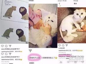 娱乐吃瓜酱虐猫博主小说